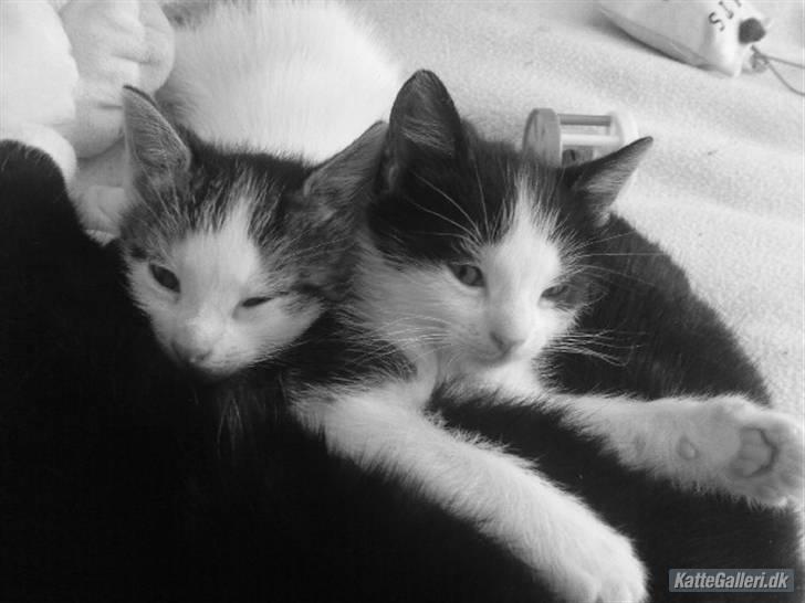 Huskat Kitty - kitty og hendes bror billede 2
