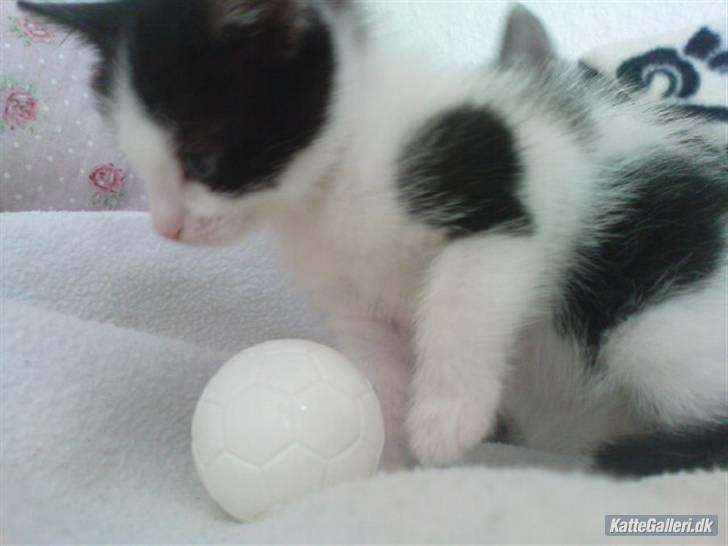 Huskat Kitty - kittys fodboldt hun elsker den  billede 3