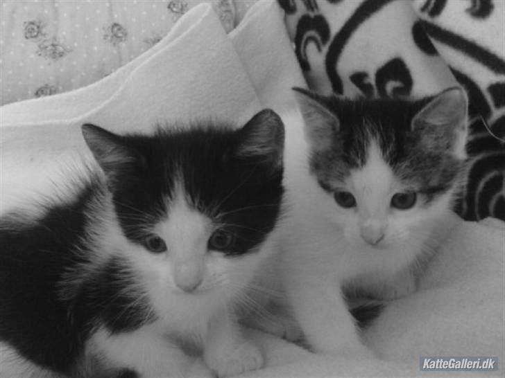 Huskat Kitty billede 4