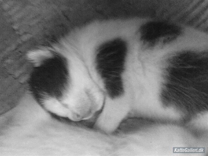 Huskat Kitty billede 5