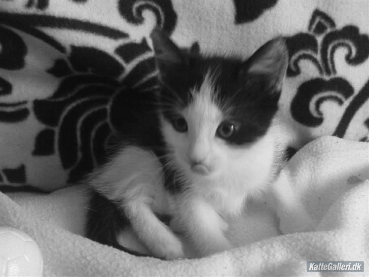 Huskat Kitty billede 6