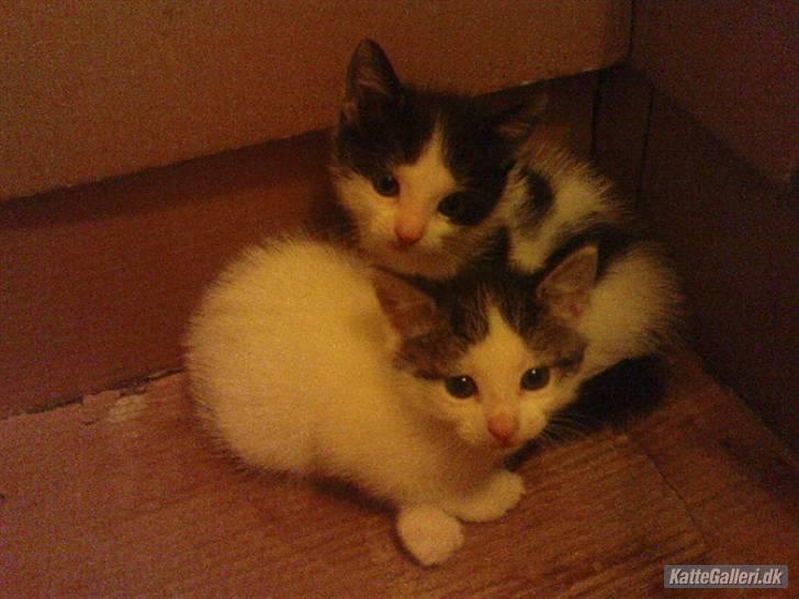 Huskat Kitty - hende og hendes bror billede 7