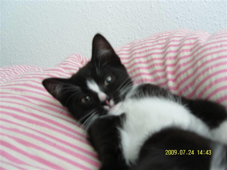 Blanding af racer Robin *Min Mors Mis* billede 1