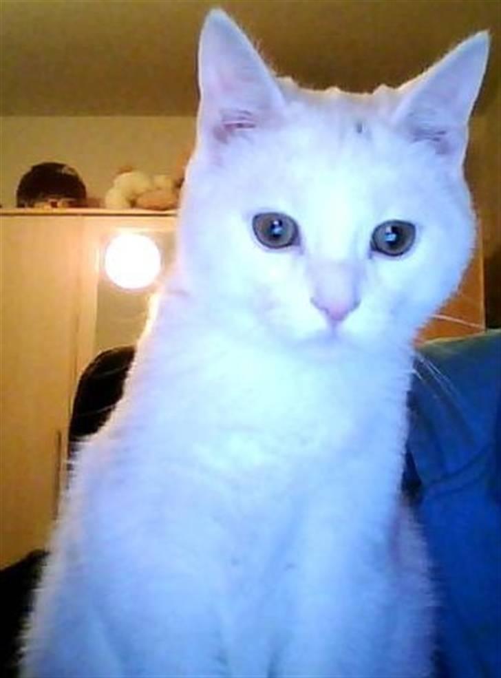 Blanding af racer Snowball *<R.I.P>* billede 1