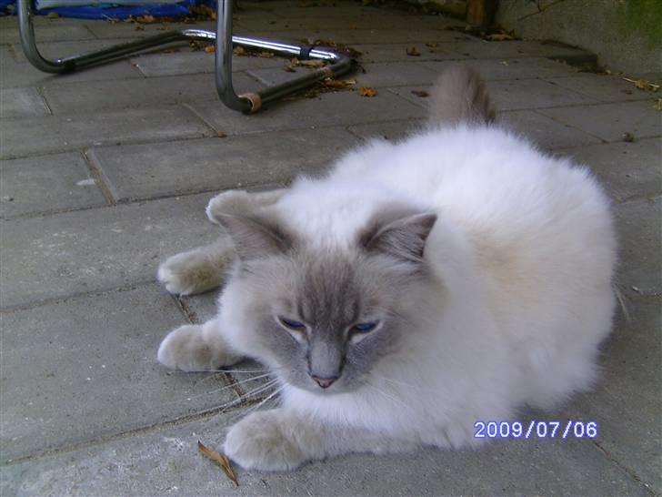 Ragdoll svend billede 1