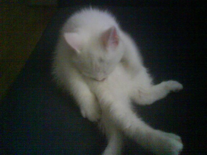 Blanding af racer Snowball *<R.I.P>* billede 2