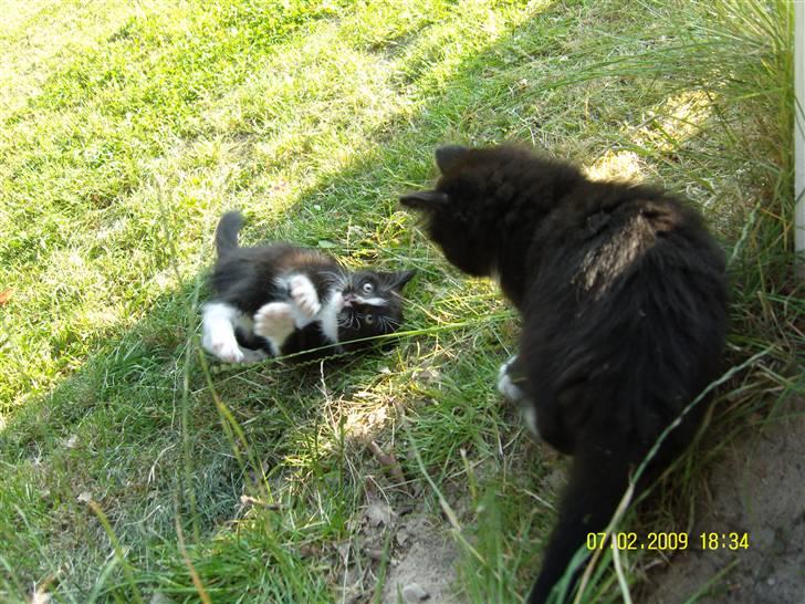 Blanding af racer Robin *Min Mors Mis* billede 2