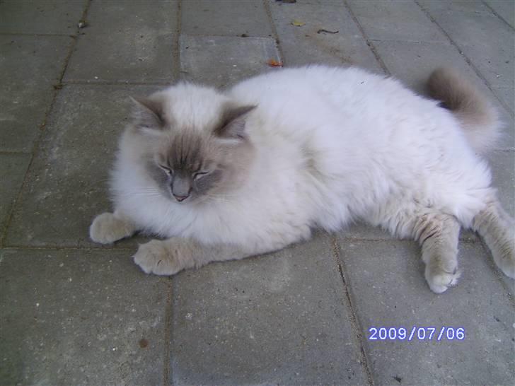 Ragdoll svend billede 2