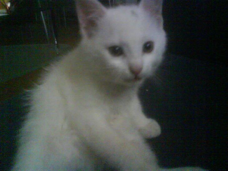 Blanding af racer Snowball *<R.I.P>* billede 3