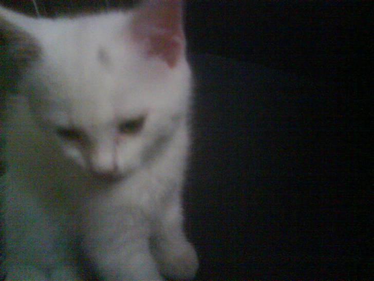 Blanding af racer Snowball *<R.I.P>* billede 4