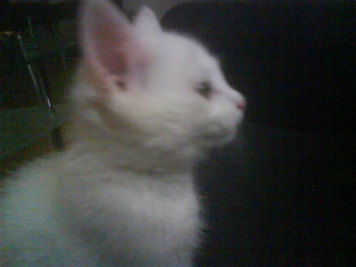 Blanding af racer Snowball *<R.I.P>* billede 5