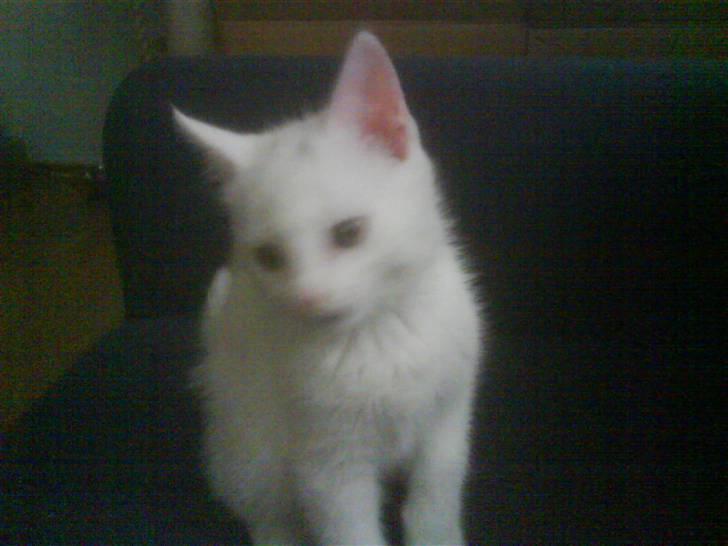 Blanding af racer Snowball *<R.I.P>* billede 6