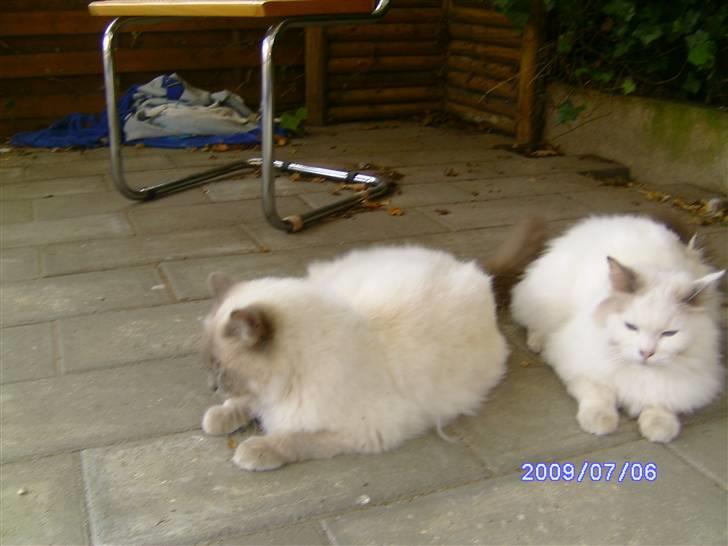 Ragdoll svend - det er ham og hans bror billede 3