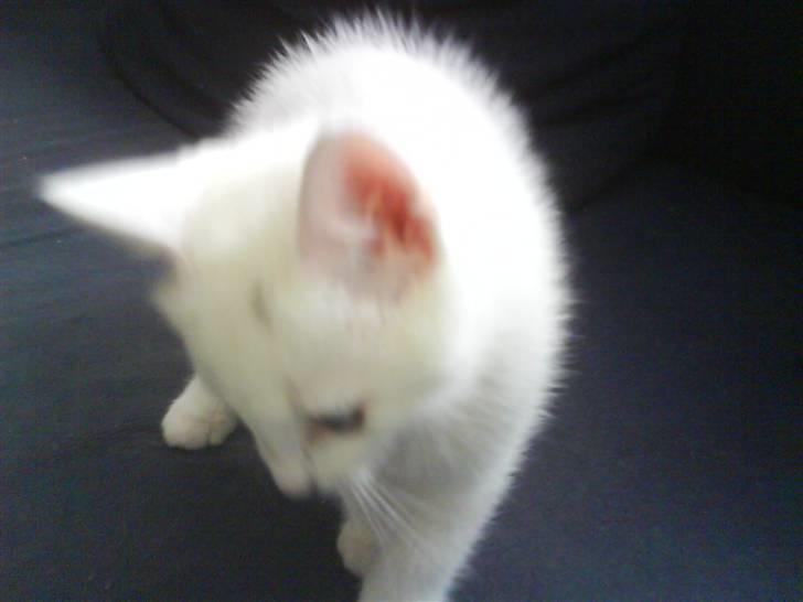 Blanding af racer Snowball *<R.I.P>* billede 8