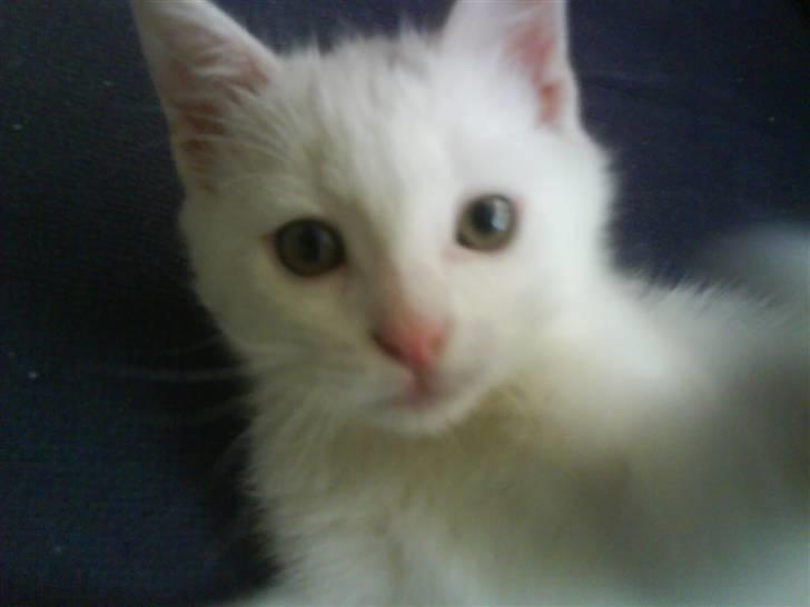 Blanding af racer Snowball *<R.I.P>* billede 9