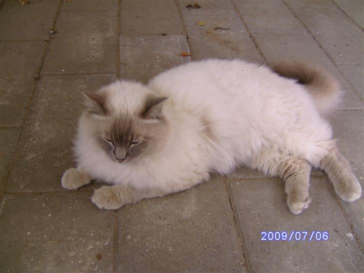 Ragdoll svend billede 4