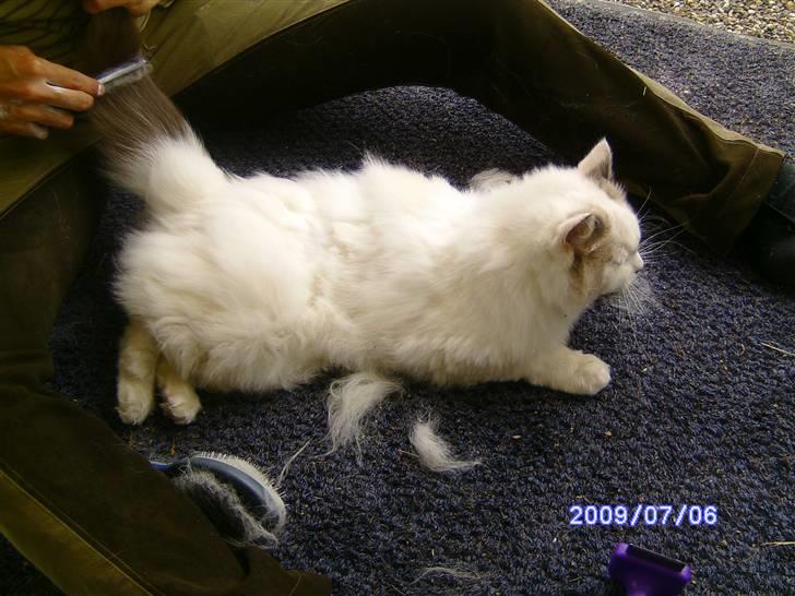 Ragdoll svend billede 5