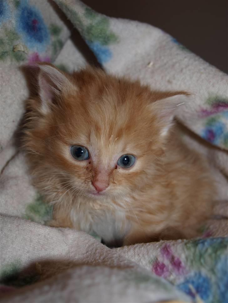 Blanding af racer Ved endnu ikke. billede 1