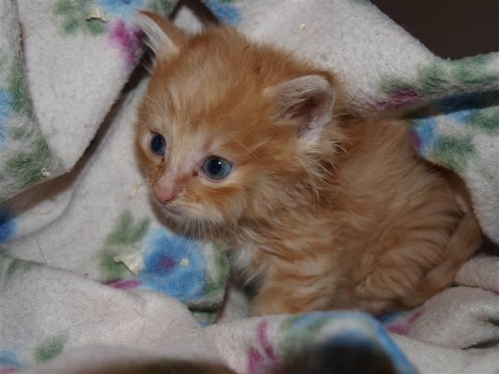 Blanding af racer Ved endnu ikke. billede 2