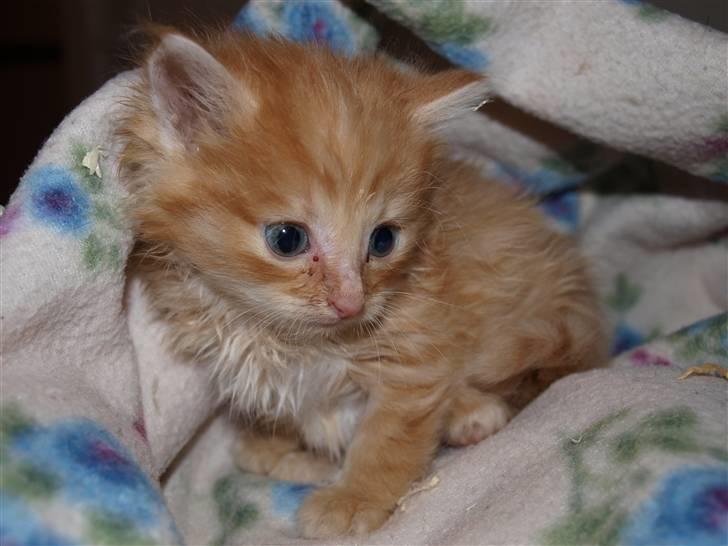 Blanding af racer Ved endnu ikke. billede 3