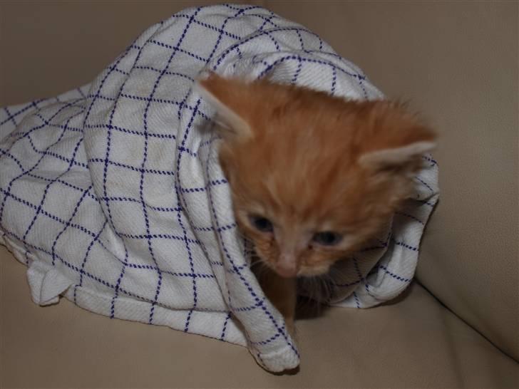 Blanding af racer Ved endnu ikke. billede 4