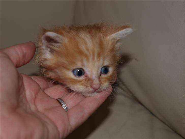 Blanding af racer Ved endnu ikke. billede 5