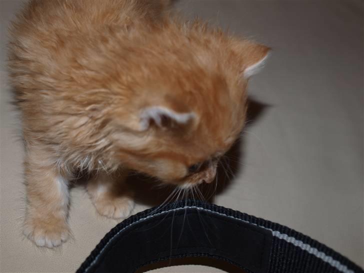 Blanding af racer Ved endnu ikke. billede 6