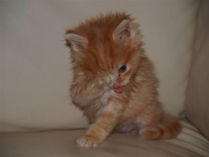 Blanding af racer Ved endnu ikke. billede 7