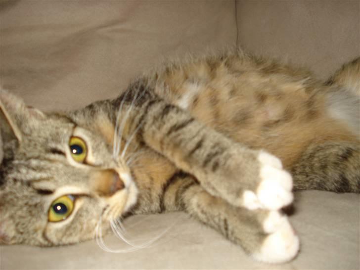 Huskat Misty billede 9