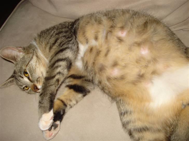 Huskat Misty billede 10