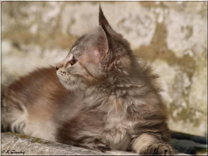 Maine Coon DK Proud Danish Jade billede 8