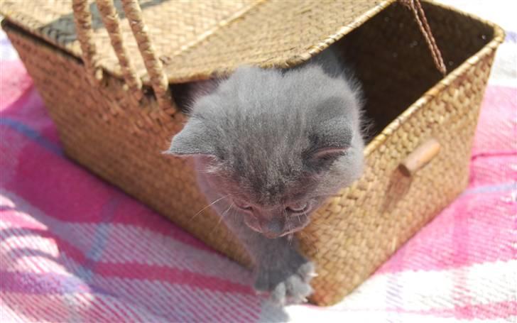 Blanding af racer Findus billede 1