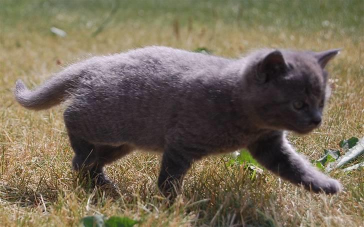 Blanding af racer Findus billede 2