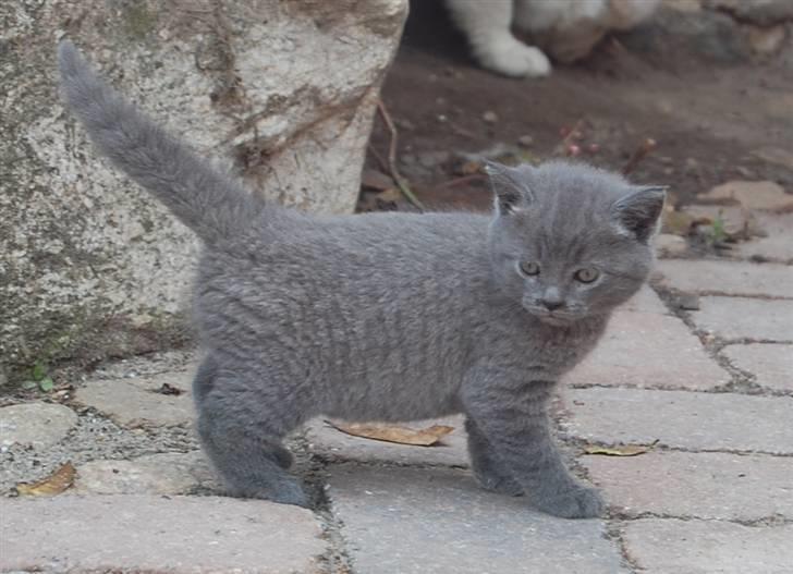 Blanding af racer Findus billede 3