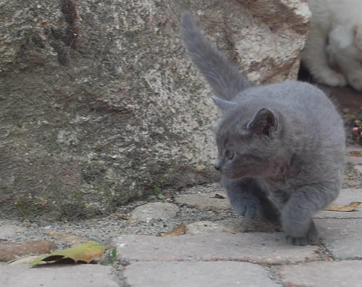 Blanding af racer Findus billede 4