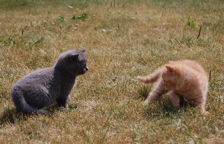 Blanding af racer Findus billede 5