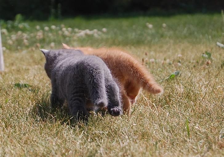 Blanding af racer Findus billede 7