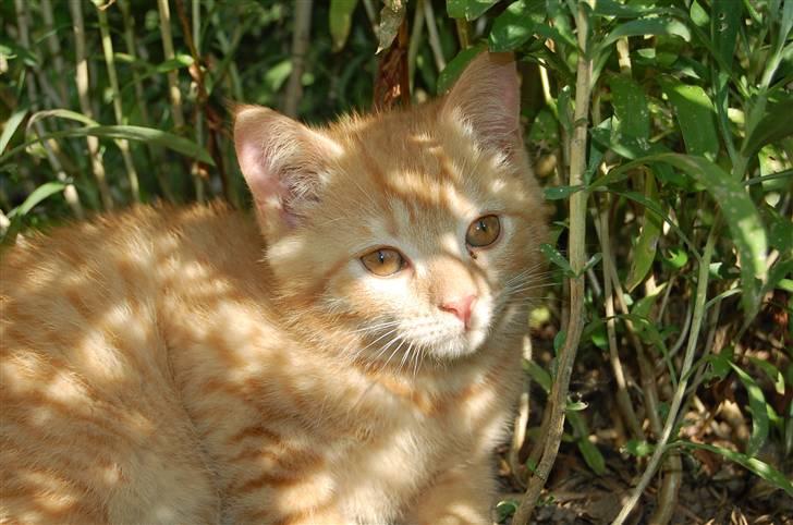 Blanding af racer Leo billede 2