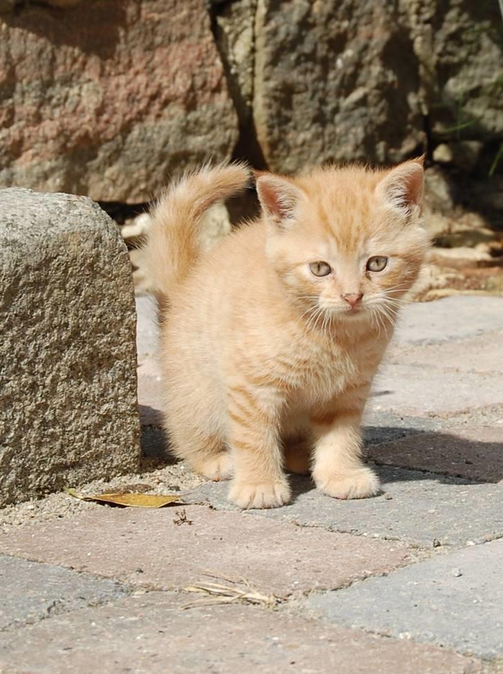 Blanding af racer Leo billede 3