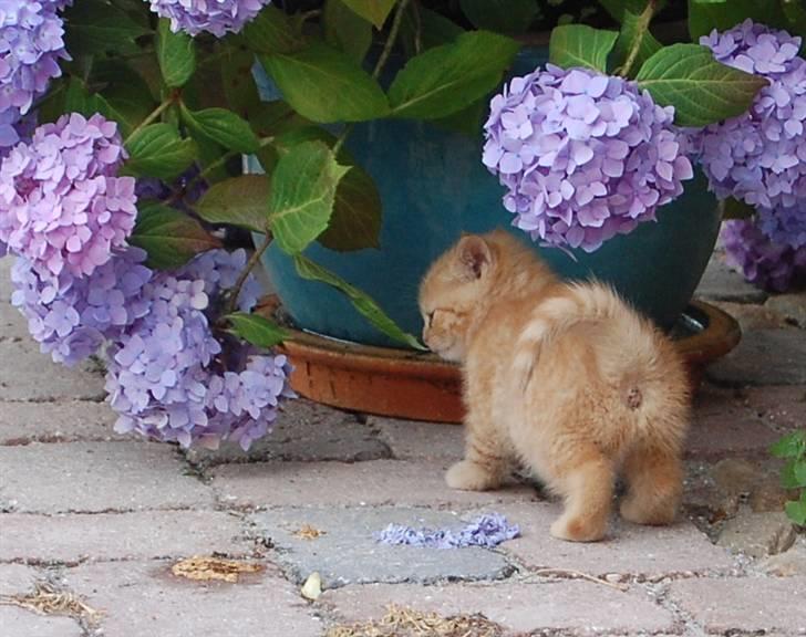 Blanding af racer Leo billede 4