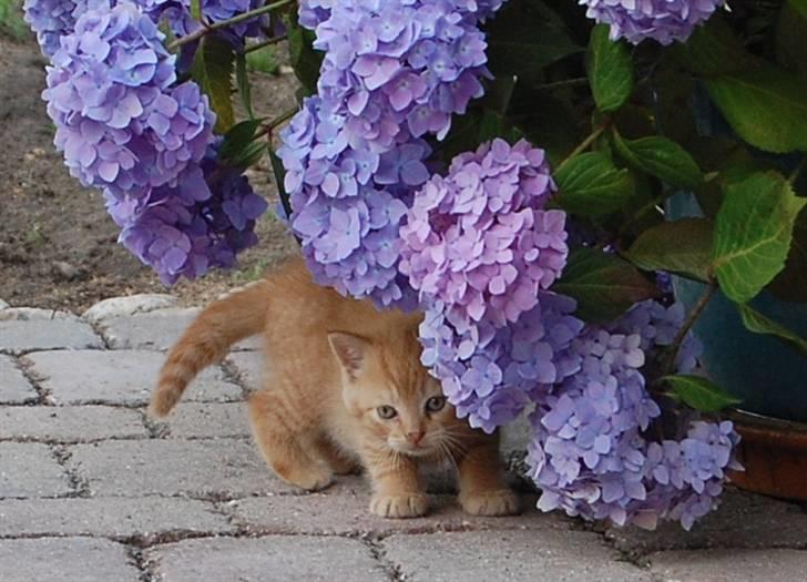 Blanding af racer Leo billede 5