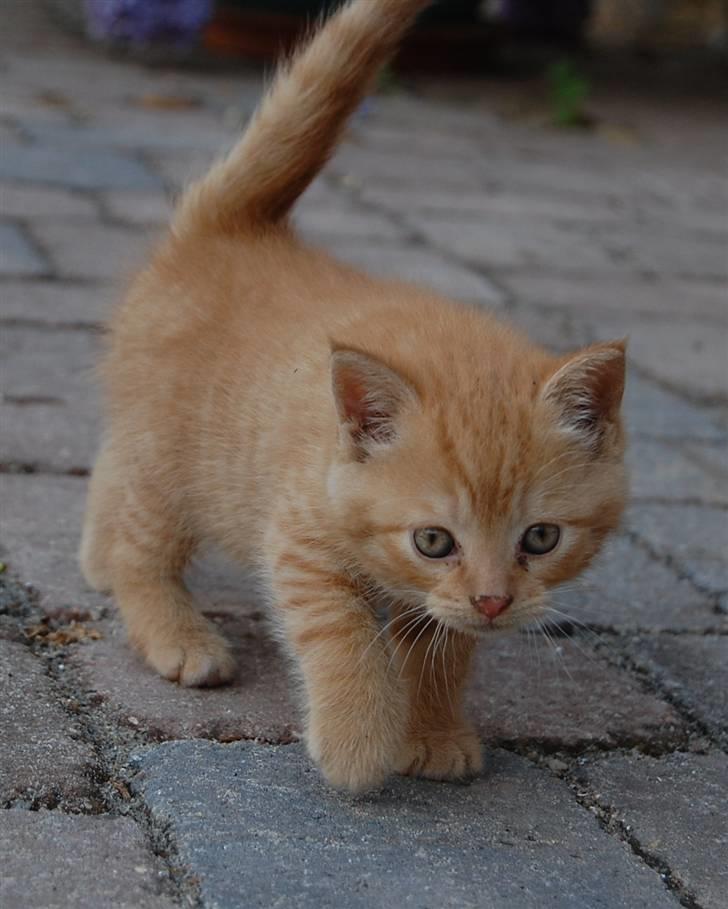 Blanding af racer Leo billede 6