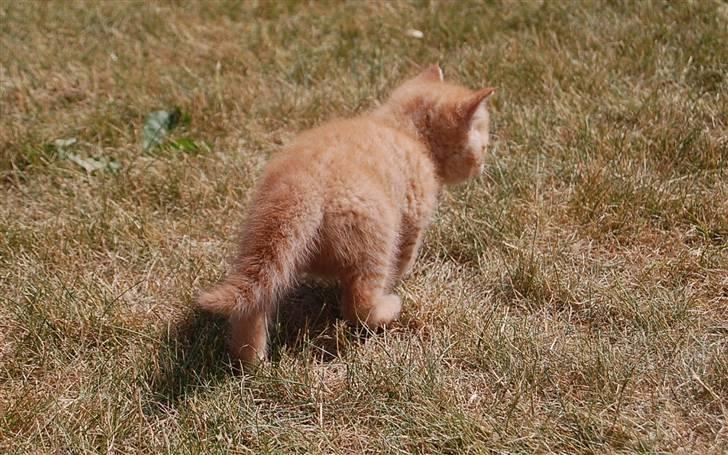 Blanding af racer Leo billede 7