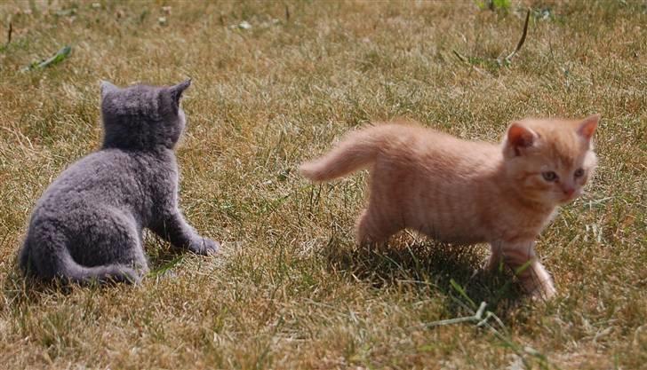 Blanding af racer Leo billede 8