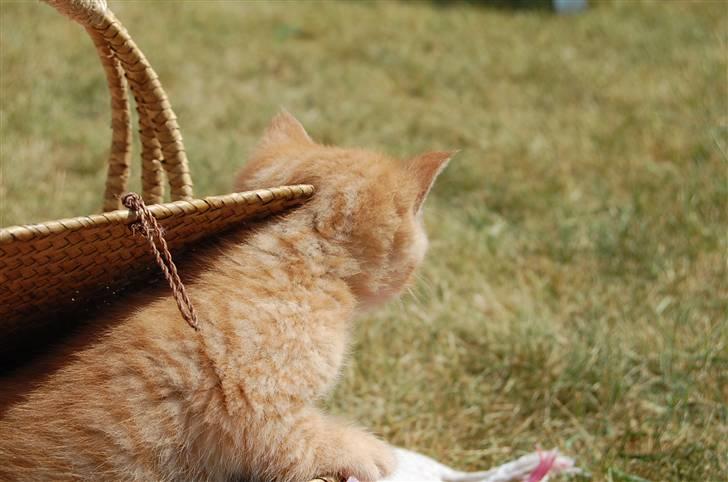 Blanding af racer Leo billede 9