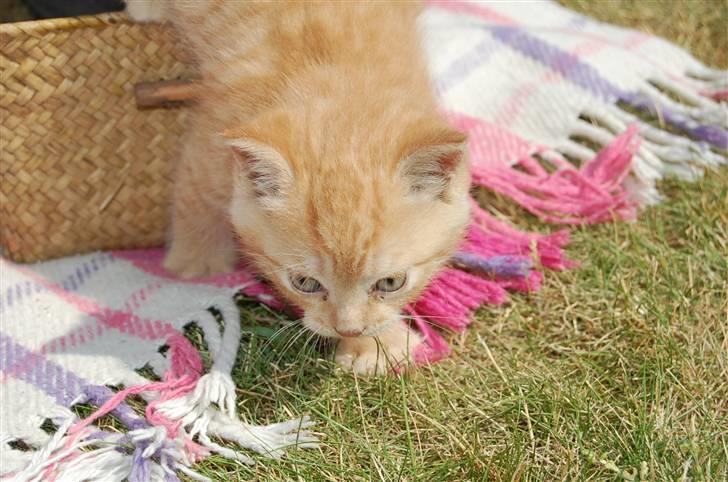 Blanding af racer Leo billede 10