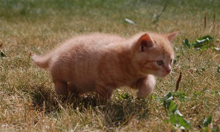 Blanding af racer Leo billede 11