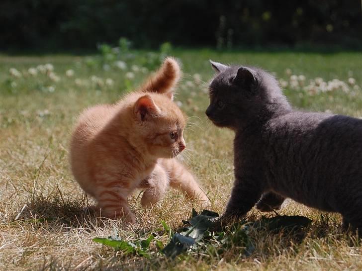 Blanding af racer Leo billede 12