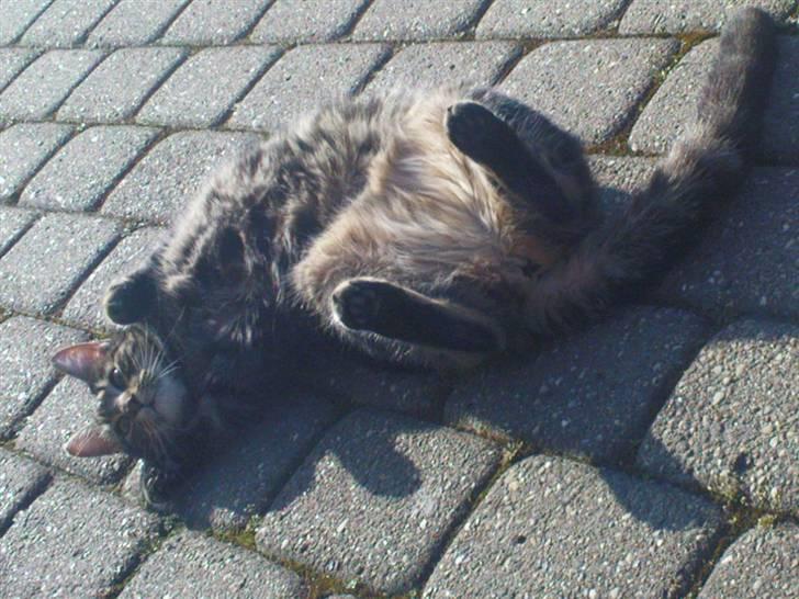 Blanding af racer Nala billede 12