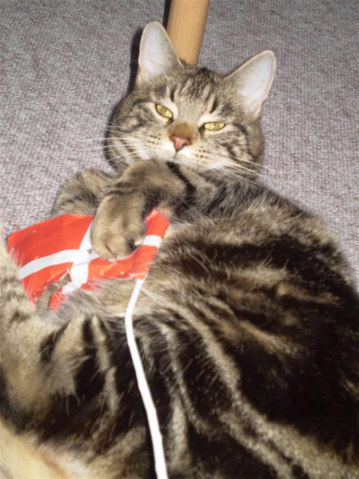 Blanding af racer Nala billede 13